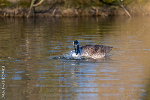 a Canada goose cleans itself in a small pond, the water runs all over its body