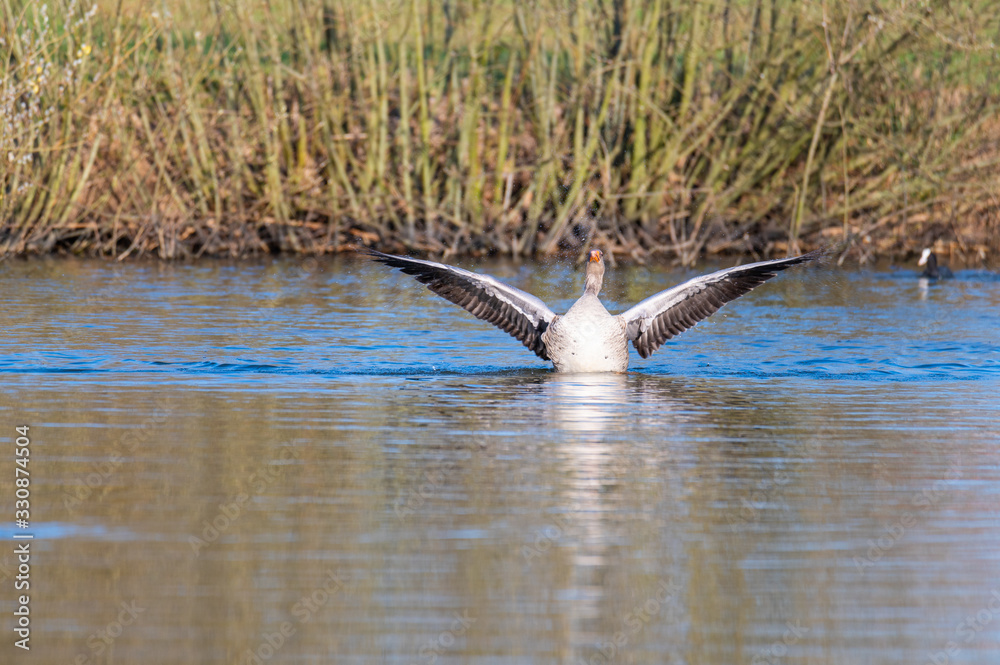 Obraz premium greylag goose impresses with its wings and swims like in a pond in northern Germany