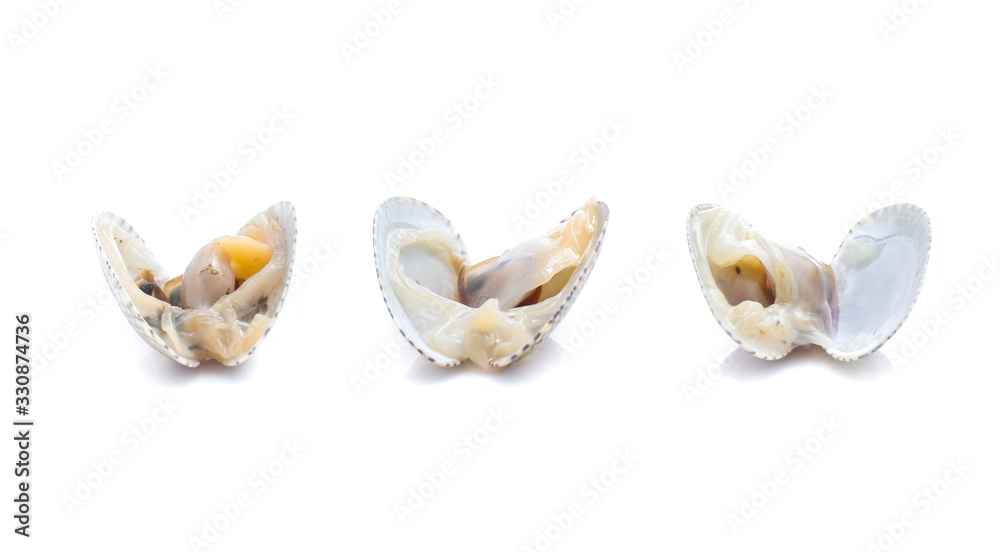 Clams in a white background Clams in a white background