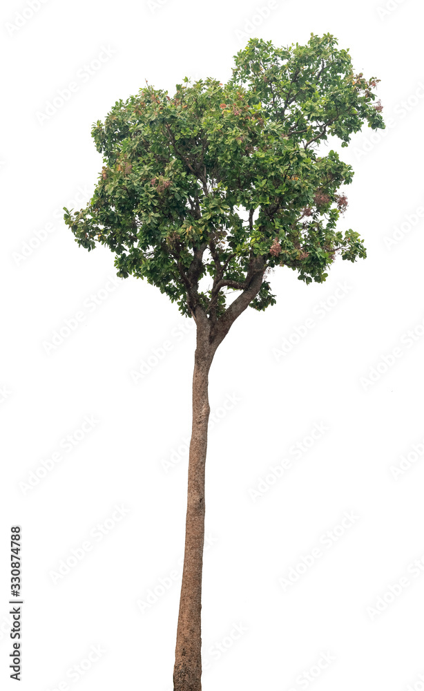 Isolated tree on white background Isolated tree on white background