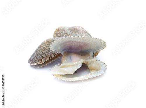 Clams in a white background