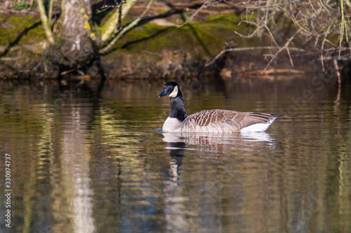 a Canada goose swims calmly  over a small pond in northern Germany