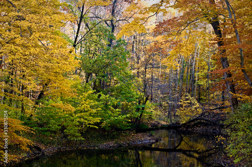 Autumn colors along the Galien River at Warren Woods State Park  Michigan.