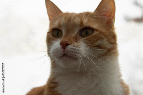 Red cat with white breast lies on the windowsill, through the glass you can see bare trees in autumn or winter