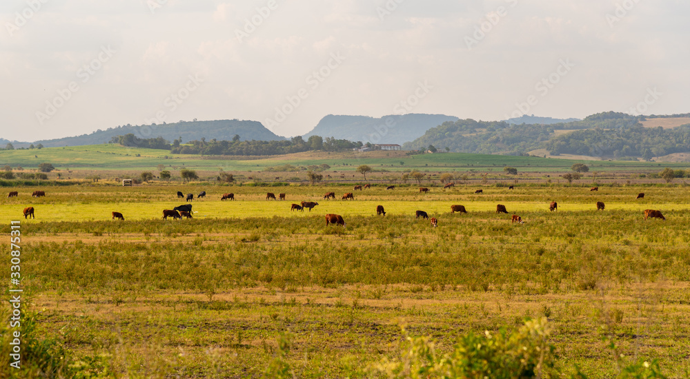 Beef cattle breeding field in southern Brazil and the landscape of the gaucho pampas Beef cattle breeding field in southern Brazil and the landscape of the gaucho pampas