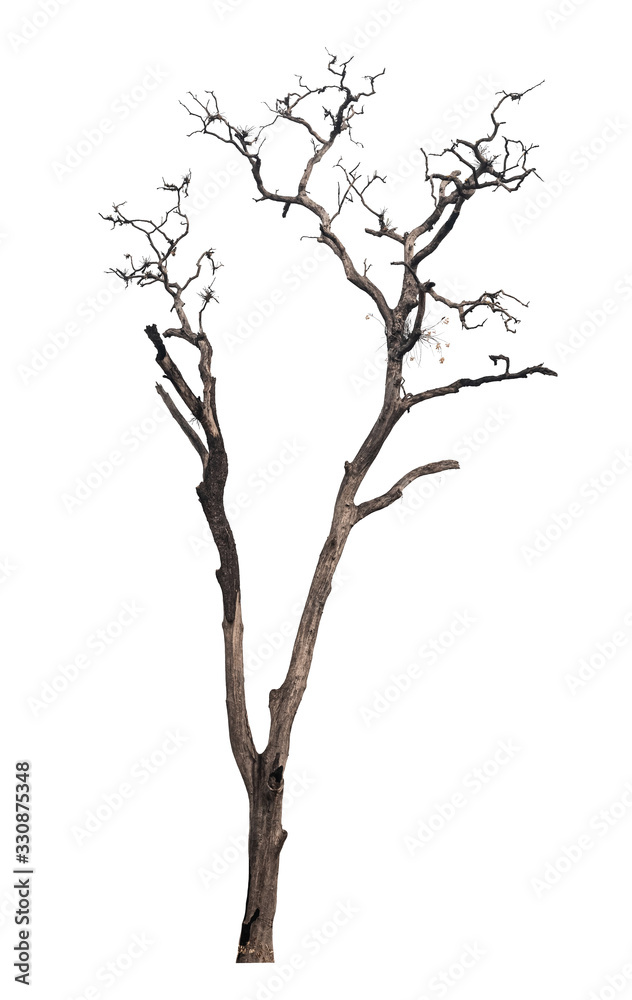 isolated death tree on white background with clipping path isolated death tree on white background with clipping path