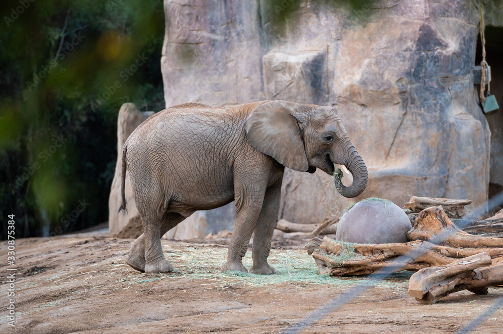 Fototapeta premium elephant feeding