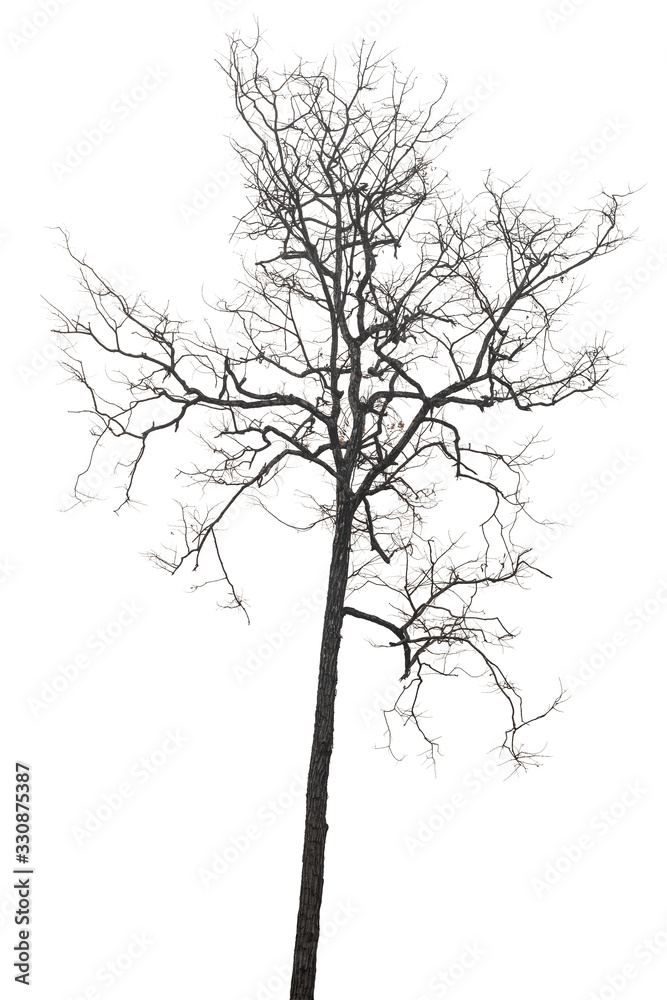 isolated death tree on white background with clipping path isolated death tree on white background with clipping path