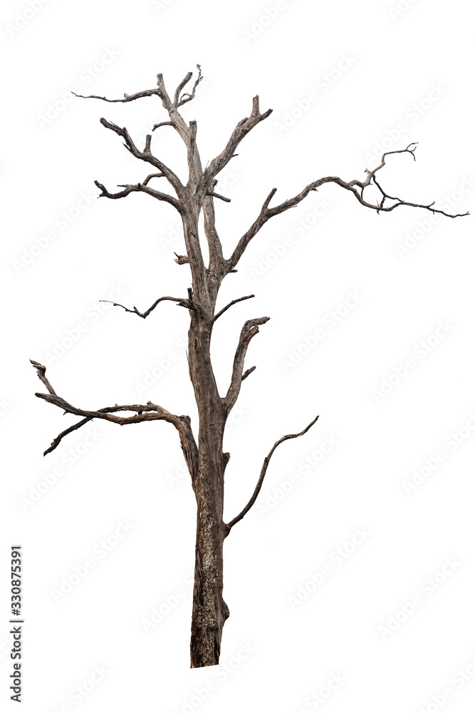 isolated death tree on white background with clipping path isolated death tree on white background with clipping path