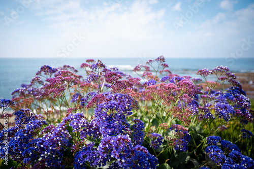 Beach Flowers