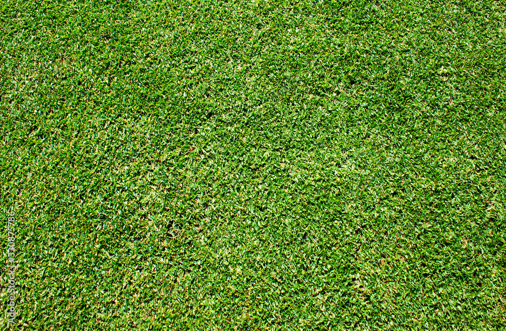 Obraz premium lawn