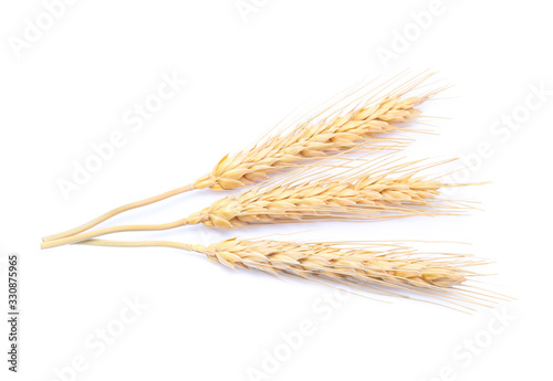 Fototapeta Ear of barley rice on white background