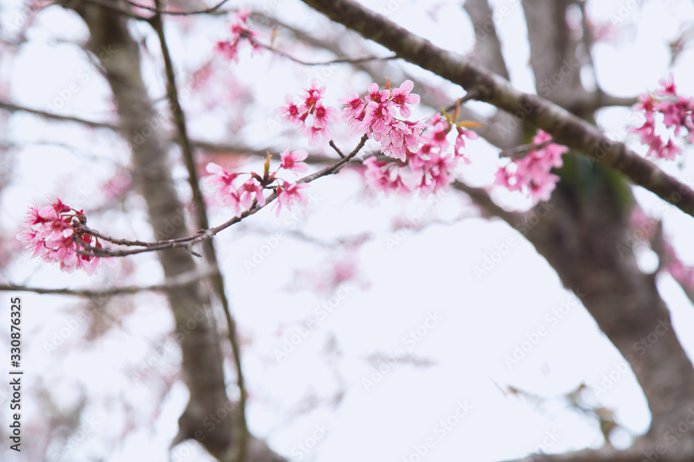 Beautiful cherry blossom or sakura in spring time over sky Beautiful cherry blossom or sakura in spring time over sky