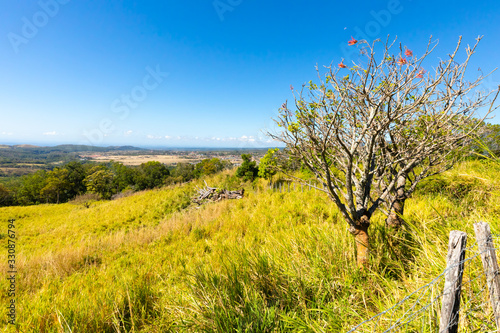 Panama Boquete flowering tree on the hills