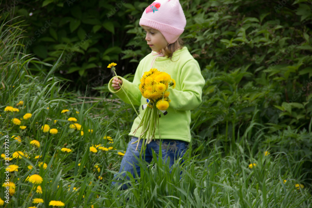 Little girl in a cap collects yellow dandelions in a clearing