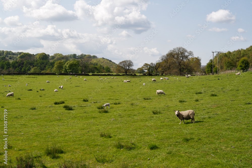 Sheep grazing field, Derbyshire Peak district England UK