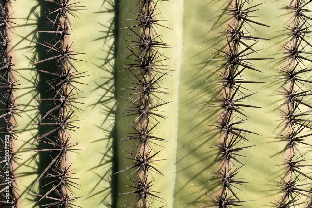 Closeup of a saguaro cactus in Arizona desert, United States of America. Closeup of a saguaro cactus in Arizona desert, United States of America.