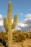 Closeup of a saguaro cactus in Arizona desert, United States of America.
