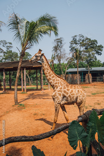 giraffe in a zoo on a background of red earth