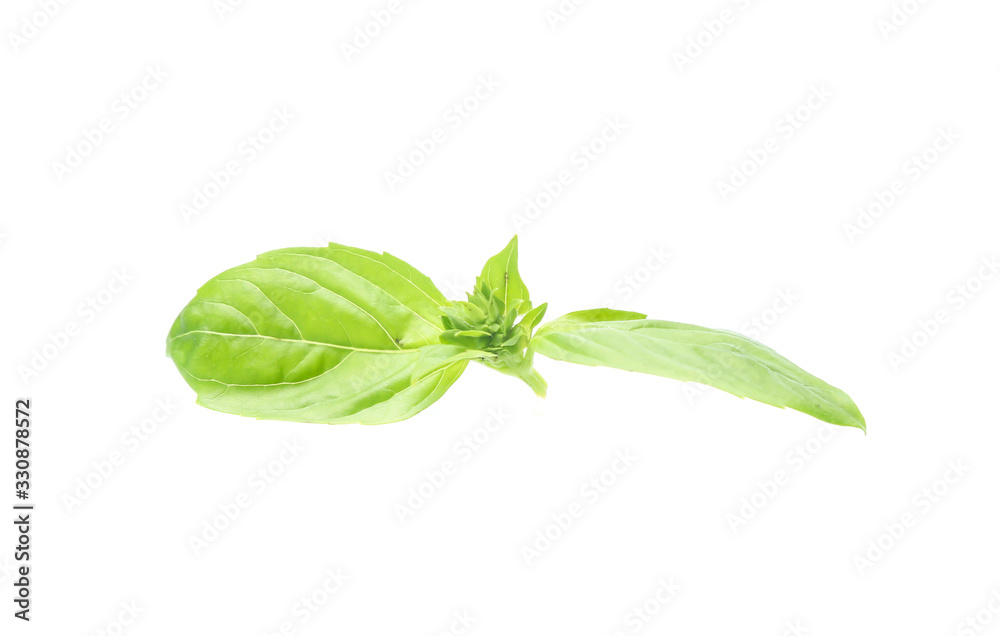 Close up green basil herb leaves isolated on white background. Close up green basil herb leaves isolated on white background.