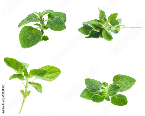 Oregano or marjoram leaves isolated on white background (set  mix   collection)