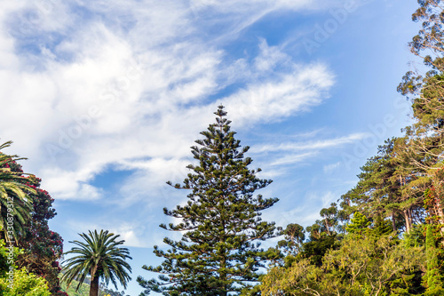 Wellington Botanic Garden, New Zealand.