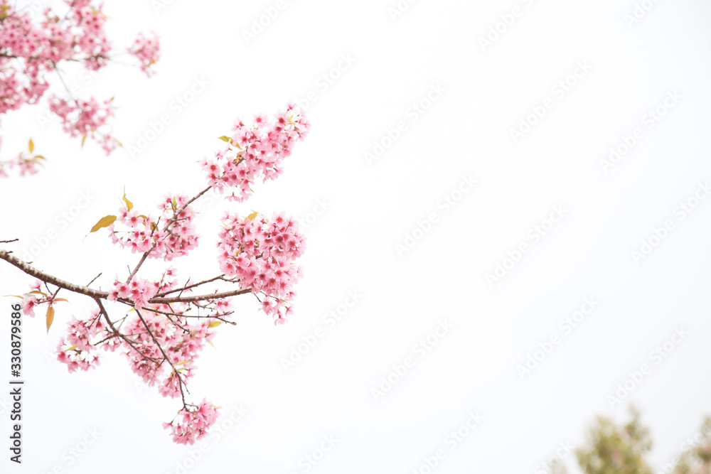 Beautiful cherry blossom or sakura in spring time over  sky