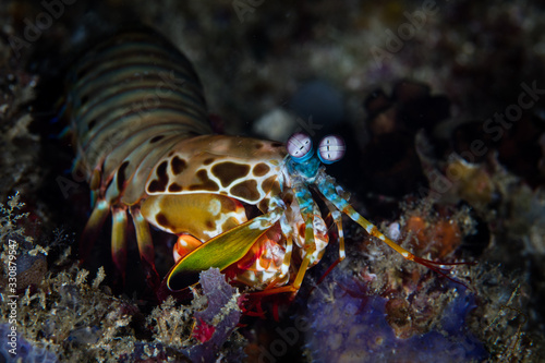 A Peacock mantis shrimp  Odontodactylus scyllarus  searches for crabs or bivalves to feed upon on a healthy coral reef in Indonesia. These colorful crustaceans have some of the best eyesight on Earth.