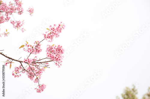 Beautiful cherry blossom or sakura in spring time over  sky © Poramet