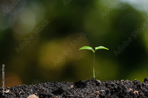young tree plant in nature background