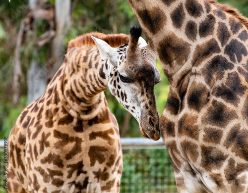Canvas Print Giraffe