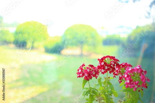  Flowers in the countryside in the warm spring