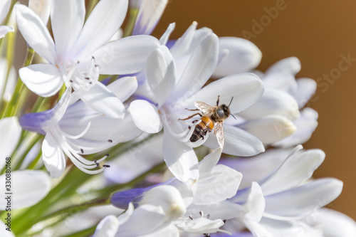 Bee collecting nectar from an Agapanthus flower