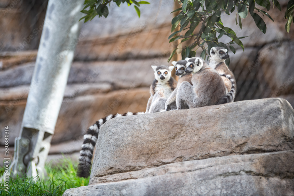 Obraz premium Lemur