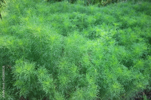 Fotografie green tree in backyard harden