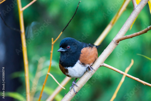 Perched Spotted Towhee Close-up photo