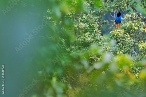 Blue Bird-of-paradise sitting in green tree beautiful blue and black paradise bird New Guinea tropical rainforest canopy photo