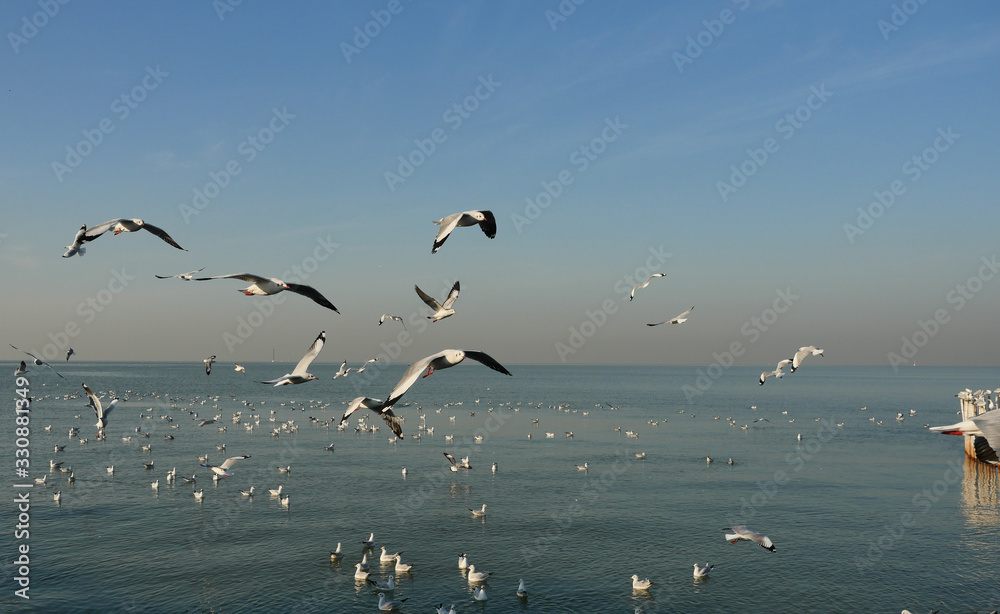 Group of Seagulls flying and floating on the sea surface , Seagull with blue sky in background at Bang Poo Recreational Retreat, Migratory birds in winter, Thailand