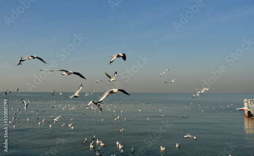 Group of Seagulls flying and floating on the sea surface   Seagull with blue sky in background at Bang Poo Recreational Retreat  Migratory birds in winter  Thailand