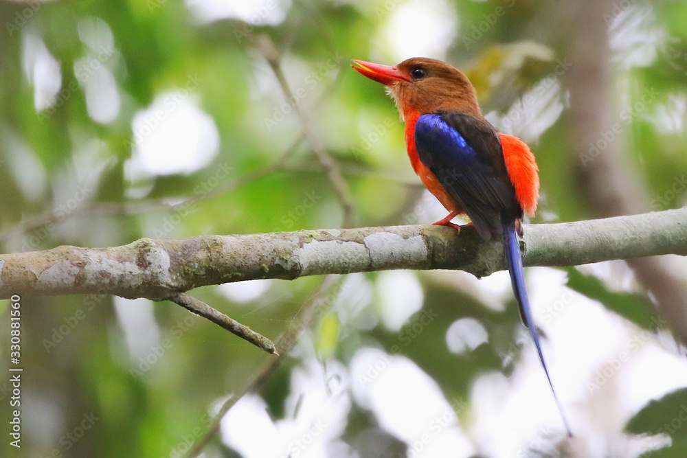 Obraz premium Brown-breasted Paradise Kingfisher sitting on branch calling and singing tropical rainforest papua new guinea paradise birds