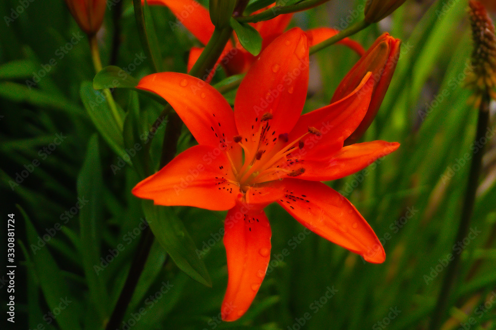 Fototapeta premium lily