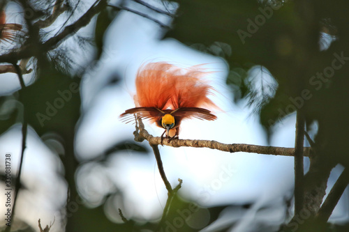 Raggiana Bird-of-paradise dancing on branch, male displaying to paradise bird females in tropical new guinea forest