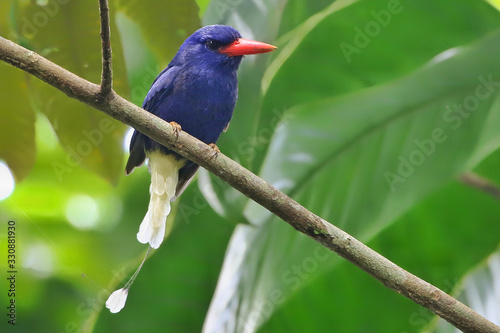 Numfor Paradise Kingfisher in New Guinea sitting on branch amazing paradise bird with beautiful colours and red bill