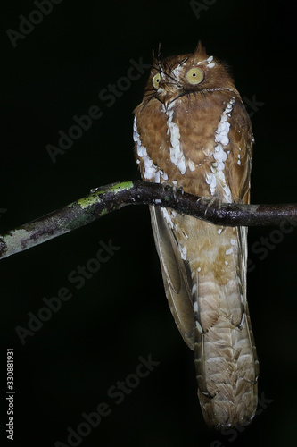 Spangled Owlet Nightjar strange type of owl looking at camera with crazy face rare new guinea species