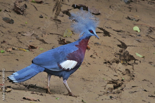 Crowned Pigeon on riverbank New Guinea strange amazing bird with head feather tufts or crown and blue feathers with maroon on ground walking beautiful