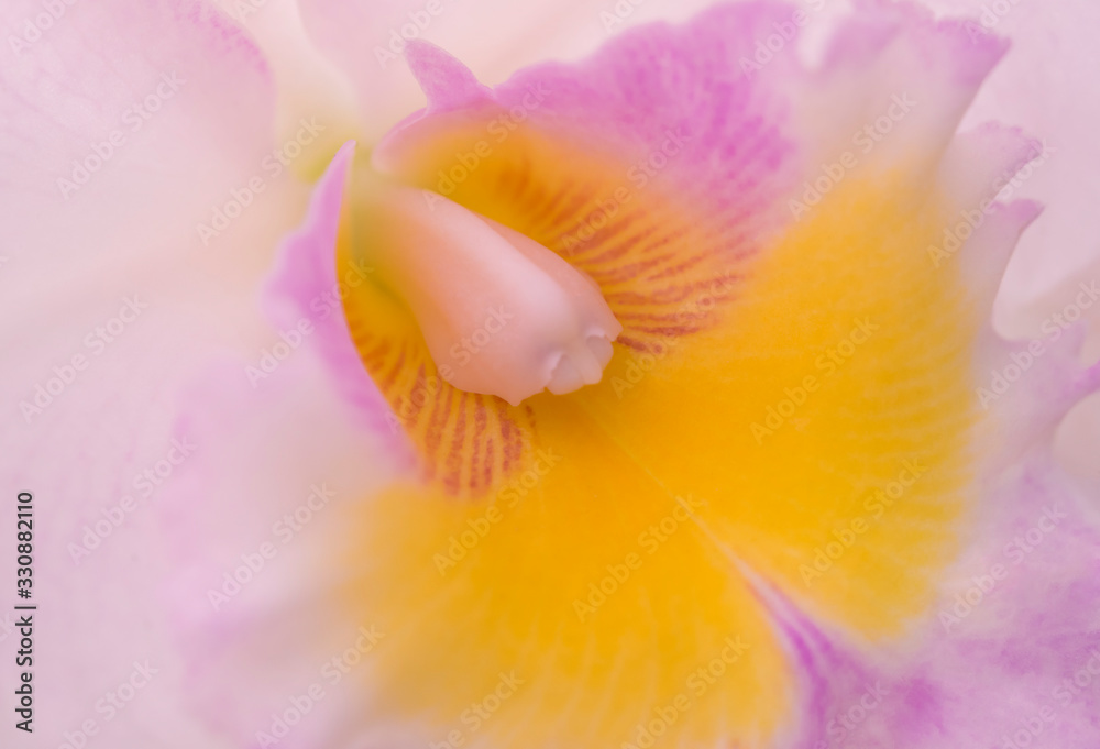 Natural background of cattleya orchids and close-up of beautiful pollen for abstract background. Natural background of cattleya orchids and close-up of beautiful pollen for abstract background.