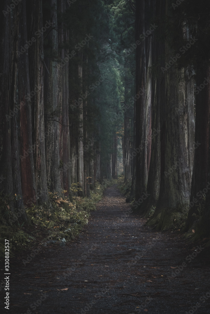 Naklejka premium 林道