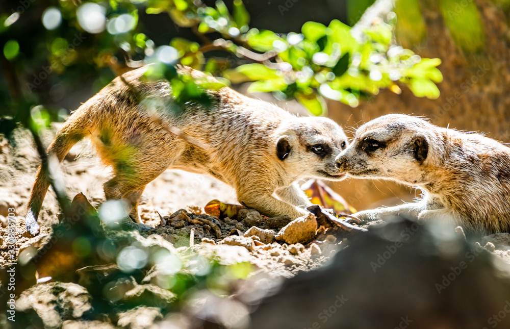 Meerkats