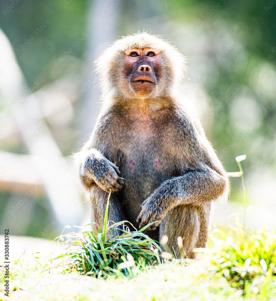 Fototapeta premium Baboon