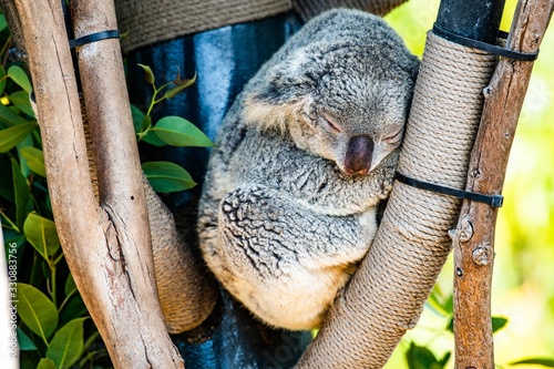 Photography Koala